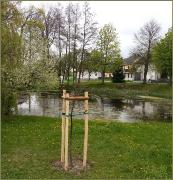 Eiche10